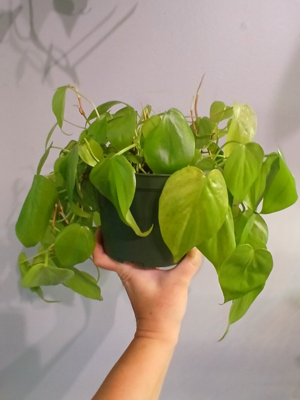 Neon Pothos - Picture 4 of 6